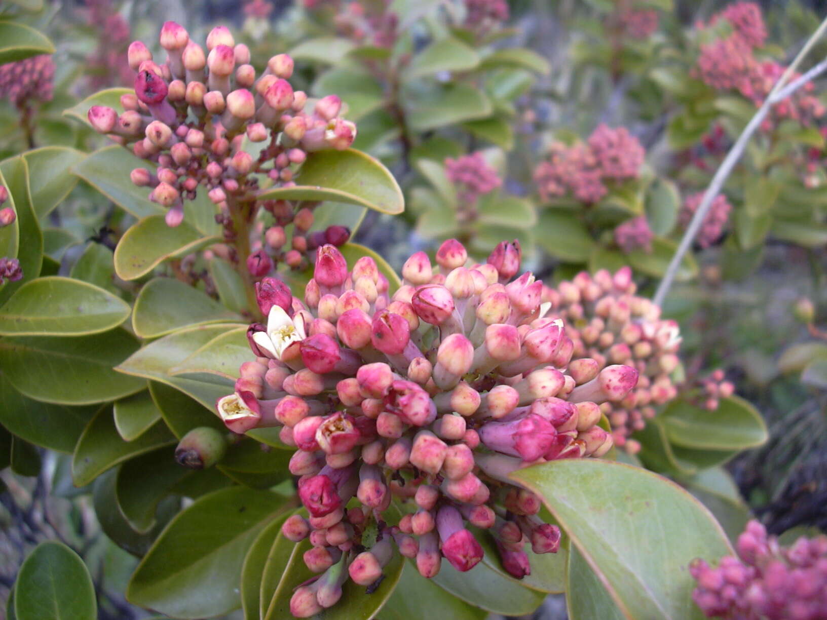 Image of Haleakala sandalwood