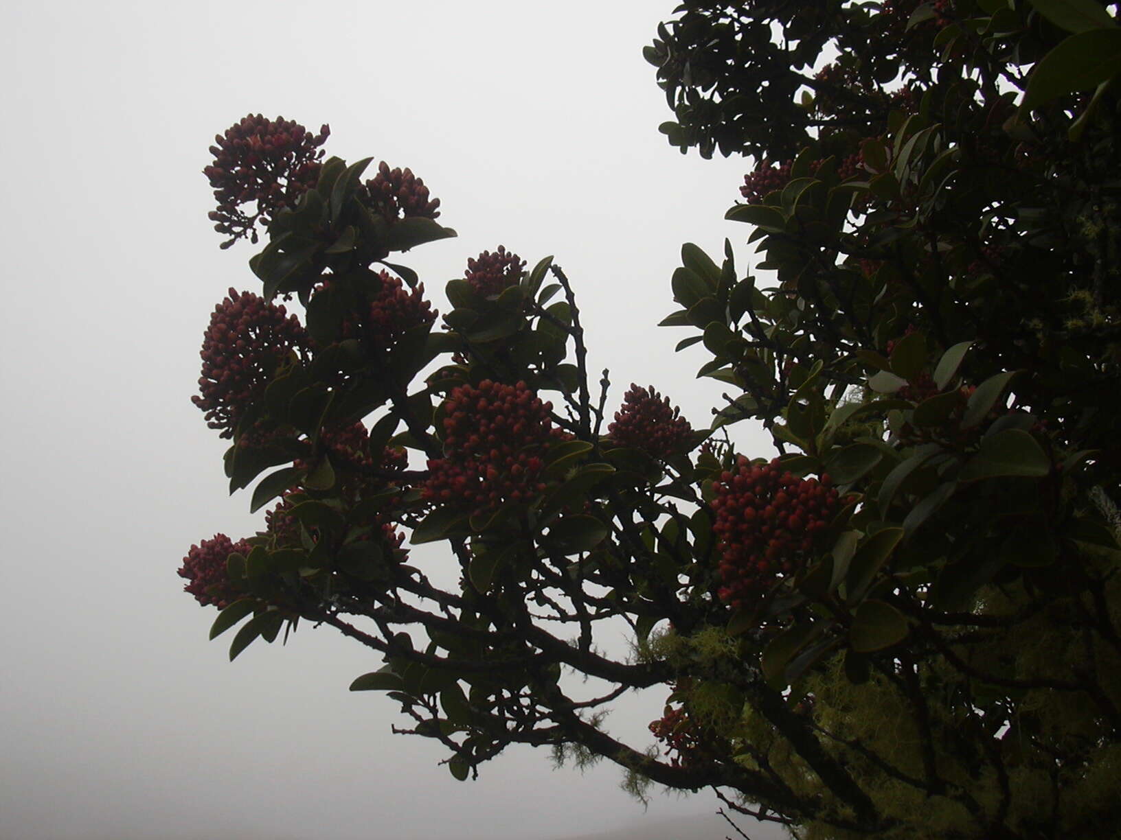 Image of Haleakala sandalwood