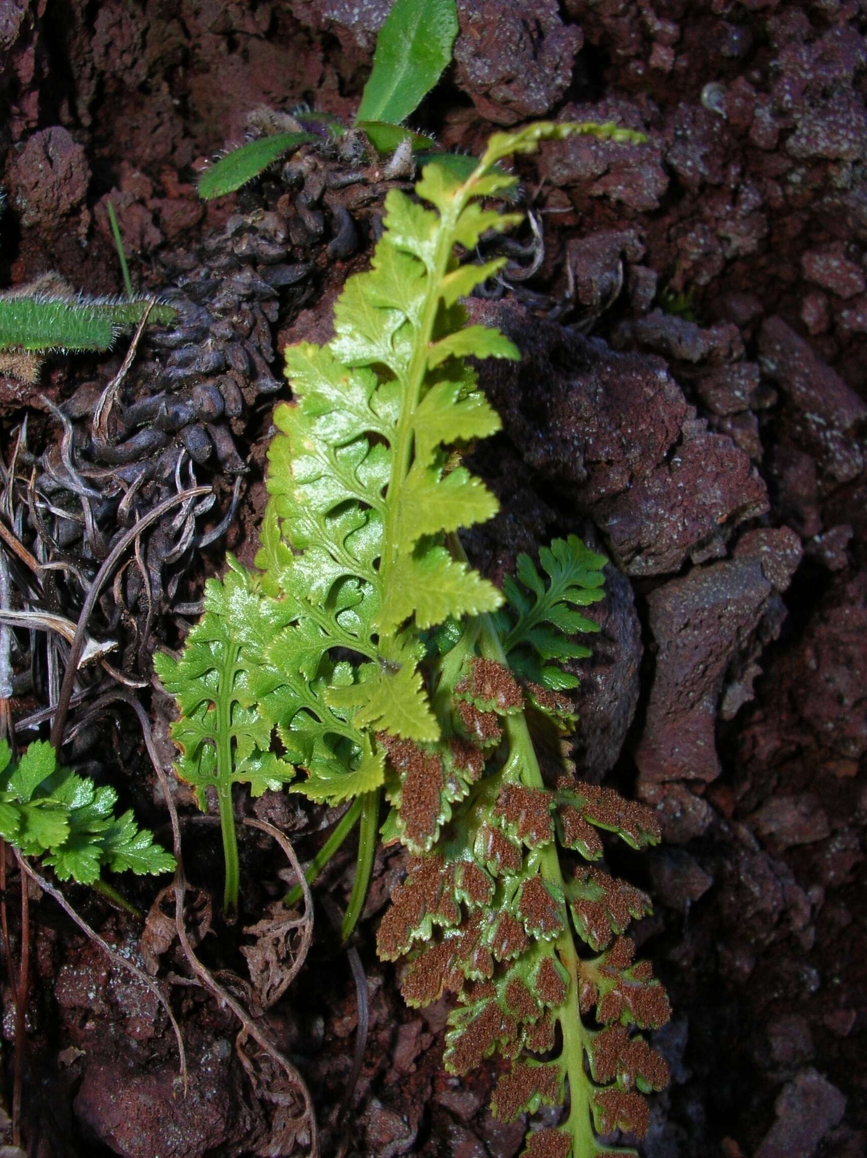 Imagem de Asplenium adiantum-nigrum L.