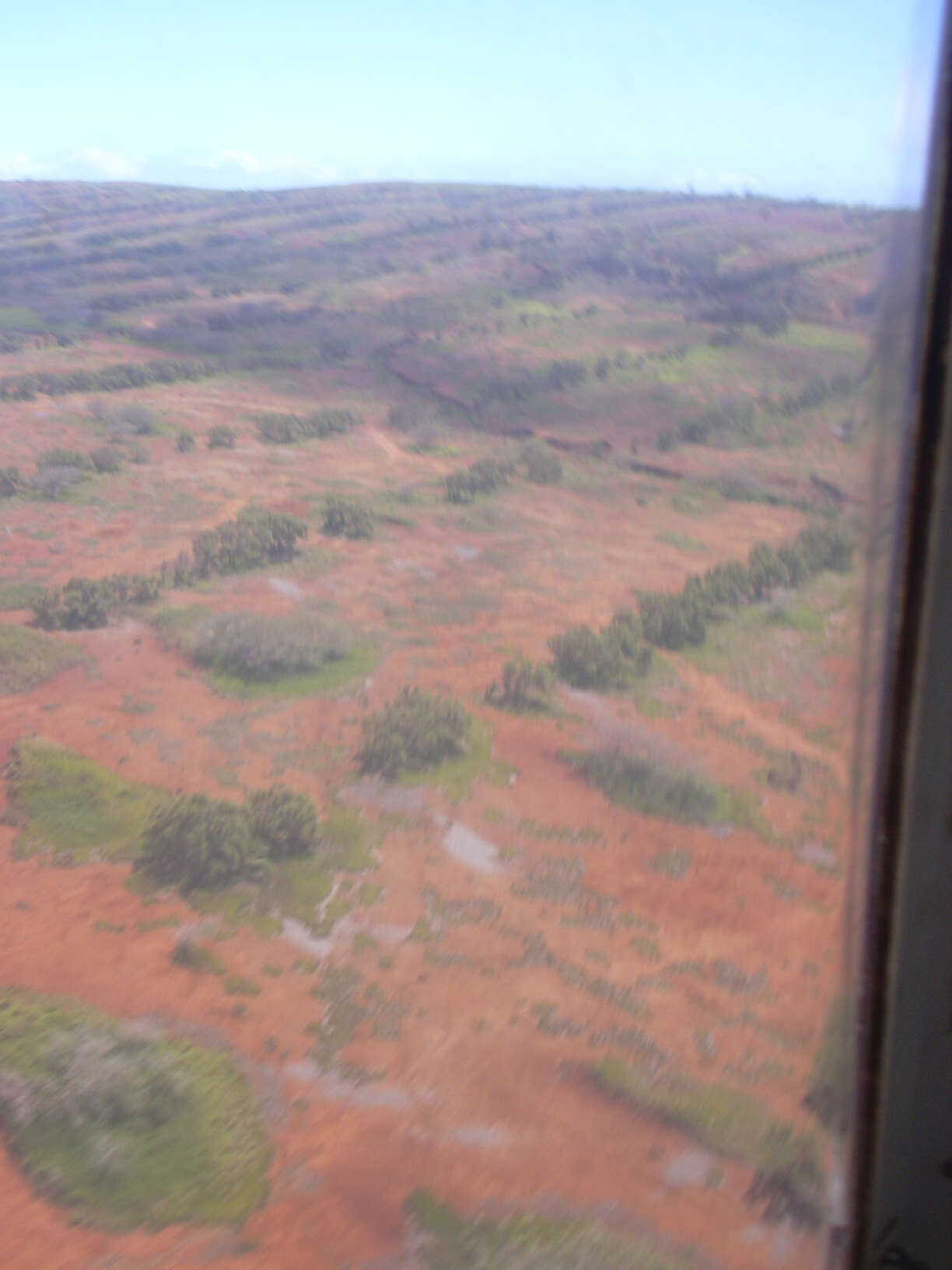 Image of Athel tamarisk