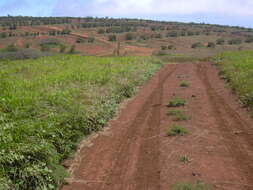 Image of Athel tamarisk