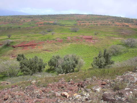 Image of Athel tamarisk