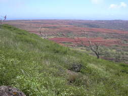 Image of Athel tamarisk