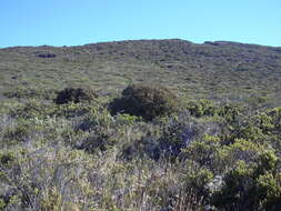 Image of Haleakala sandalwood