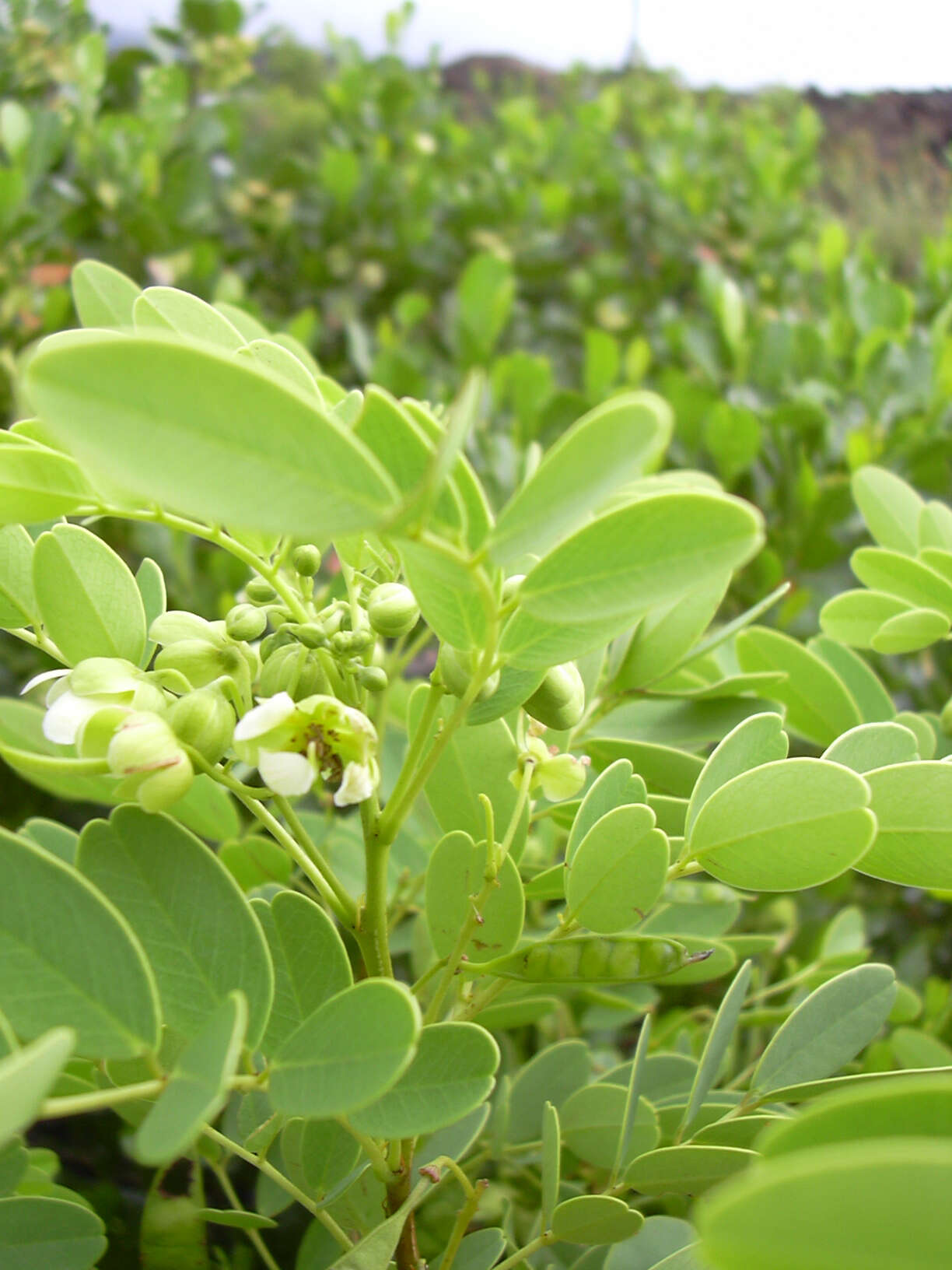 Image of Gaudichaud's senna