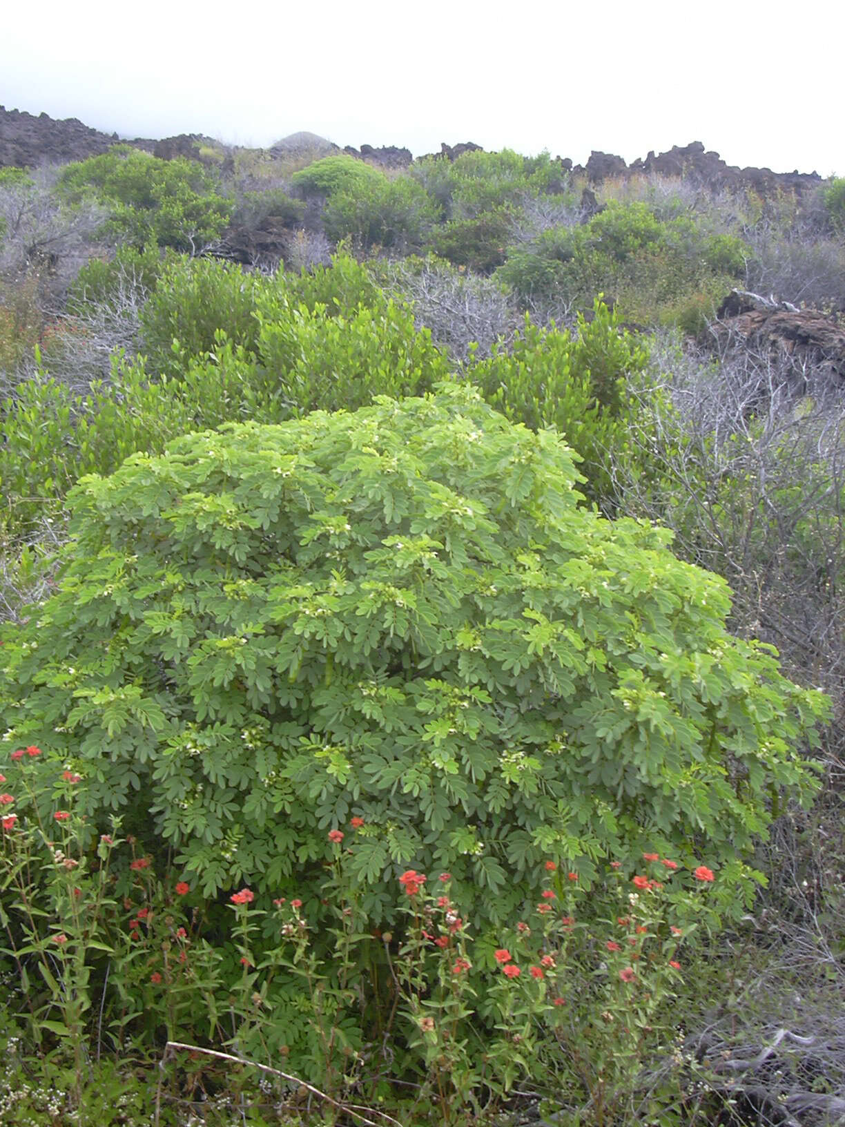 Image of Gaudichaud's senna