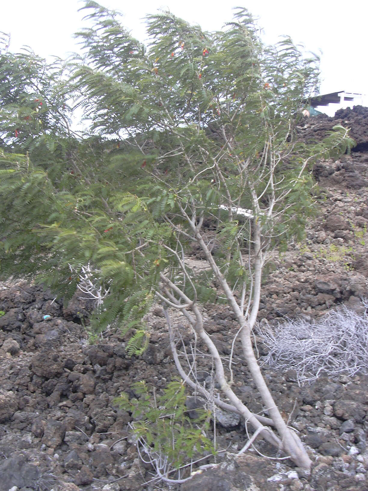 Image of Oahu riverhemp