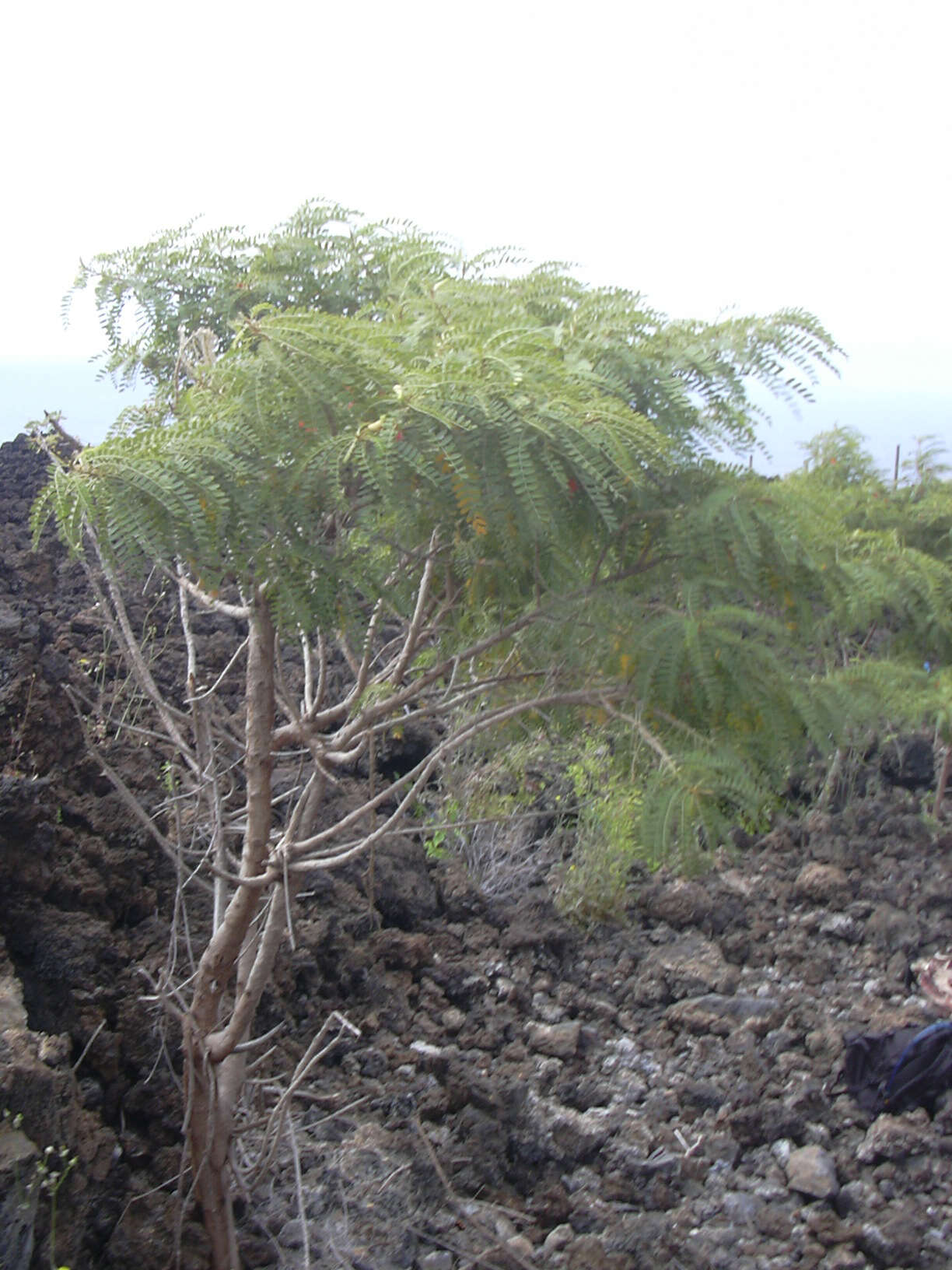 Image of Oahu riverhemp