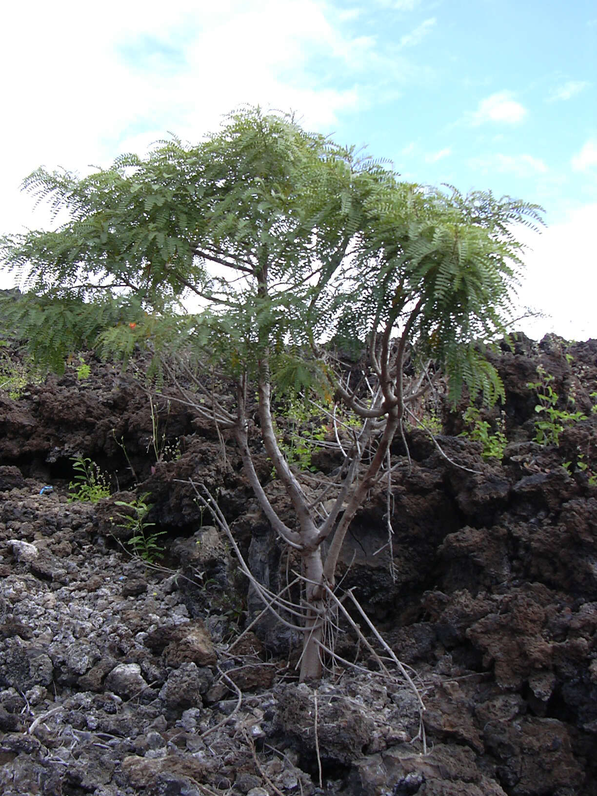 Image of Oahu riverhemp