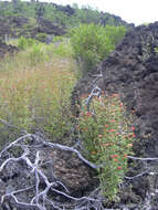 Image of Peruvian zinnia