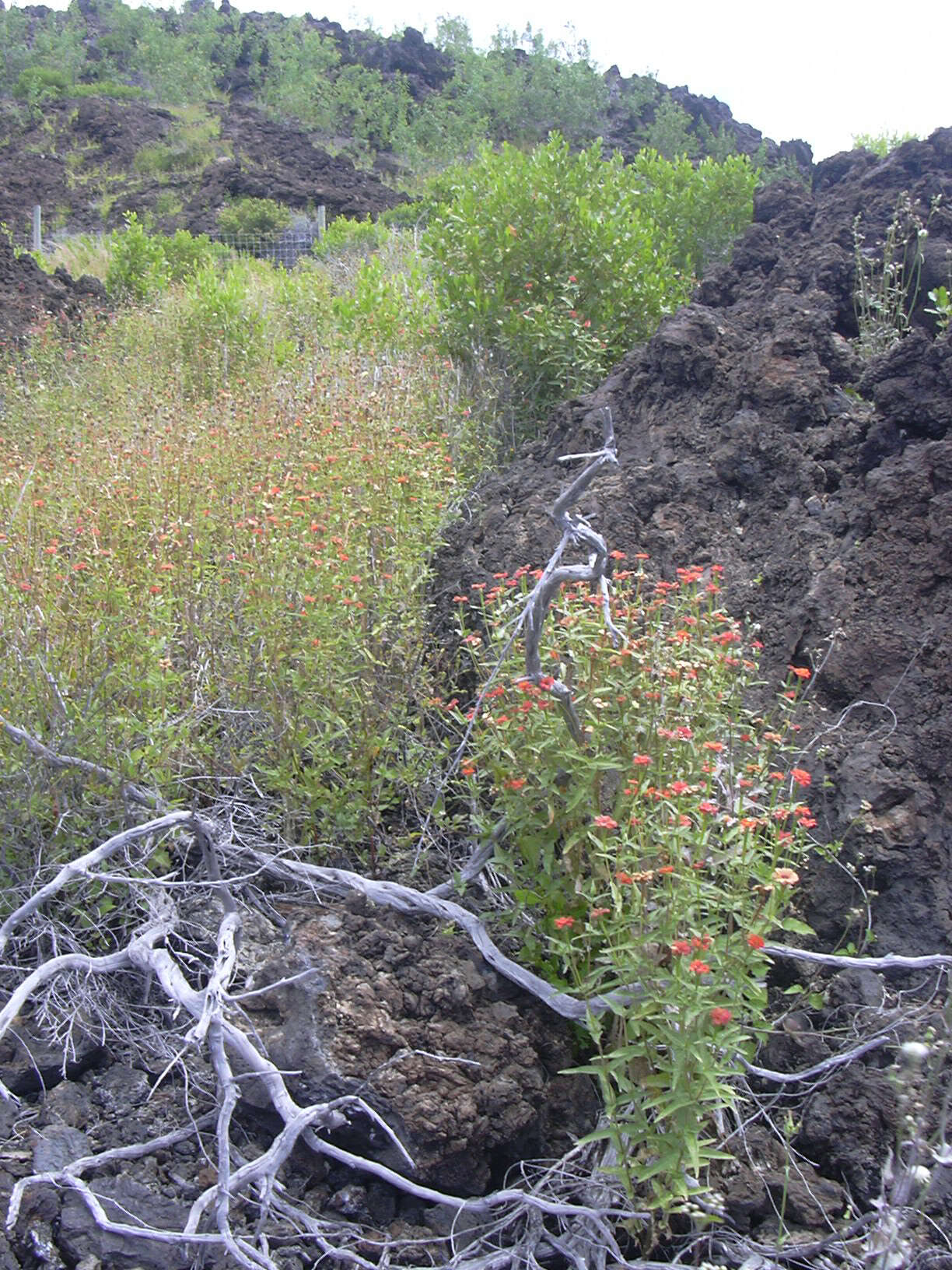 Image de Zinnia peruviana (L.) L.