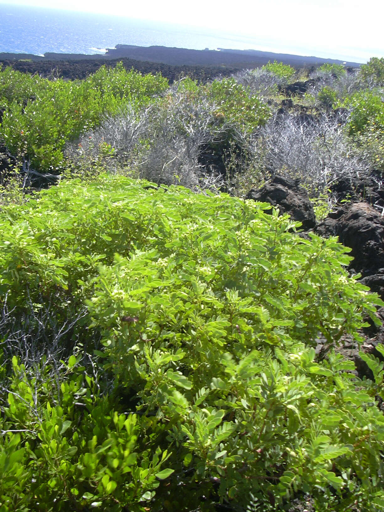 Image of Gaudichaud's senna