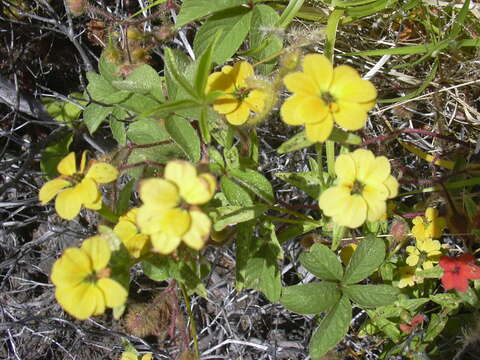 Image of Peruvian zinnia