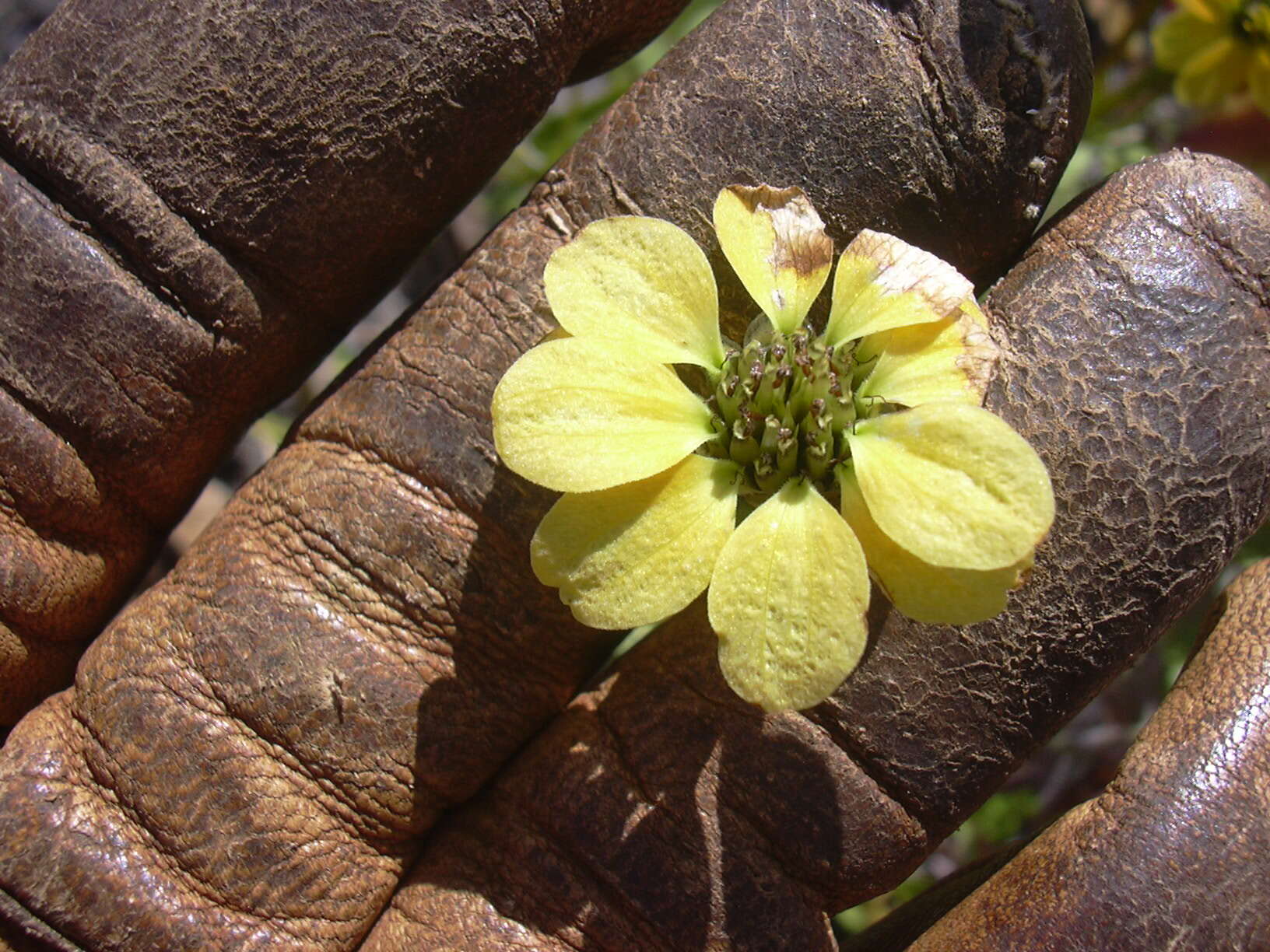 Image of Peruvian zinnia