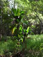 Imagem de Cordyline fruticosa (L.) A. Chev.