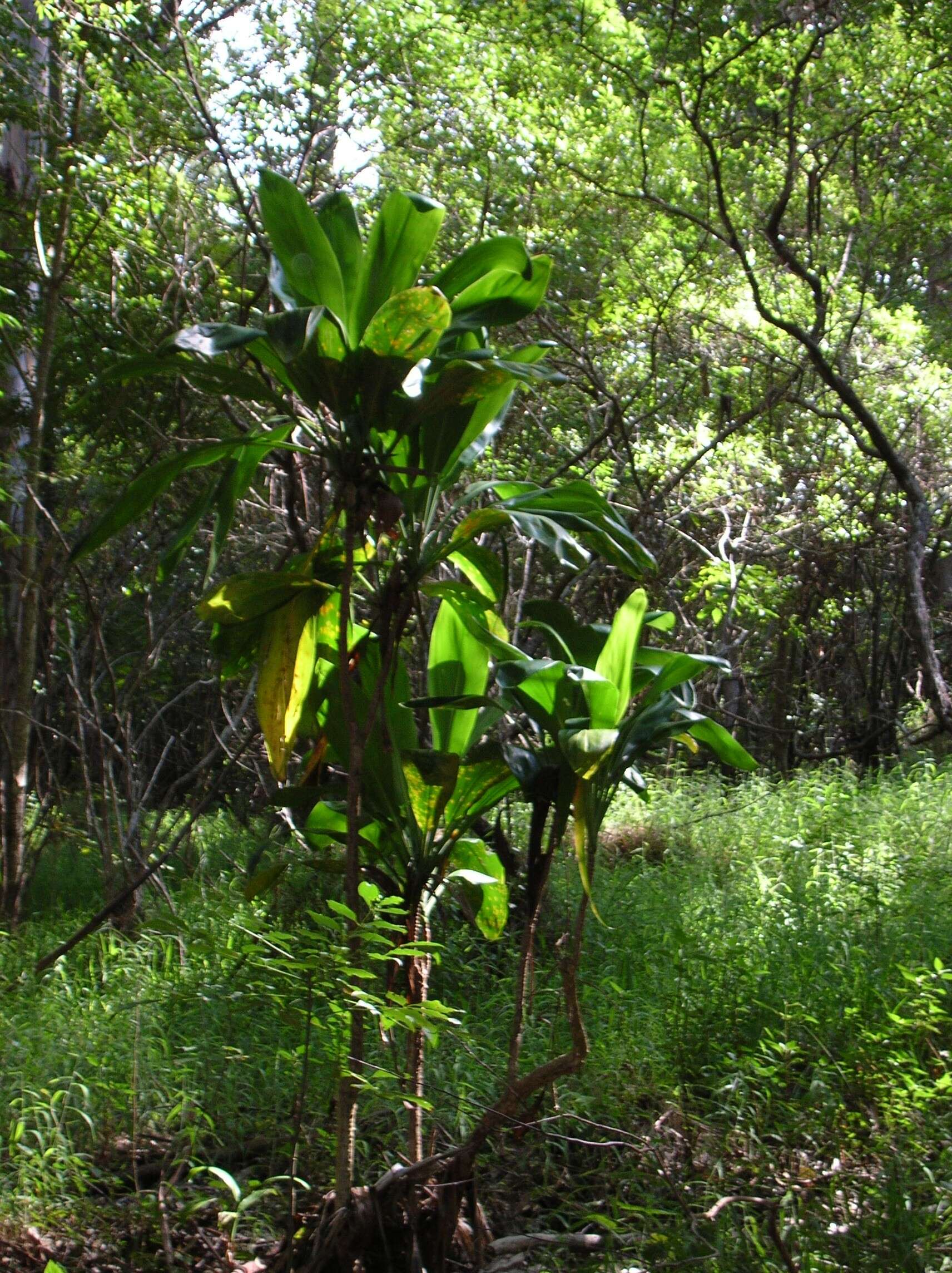 Imagem de Cordyline fruticosa (L.) A. Chev.