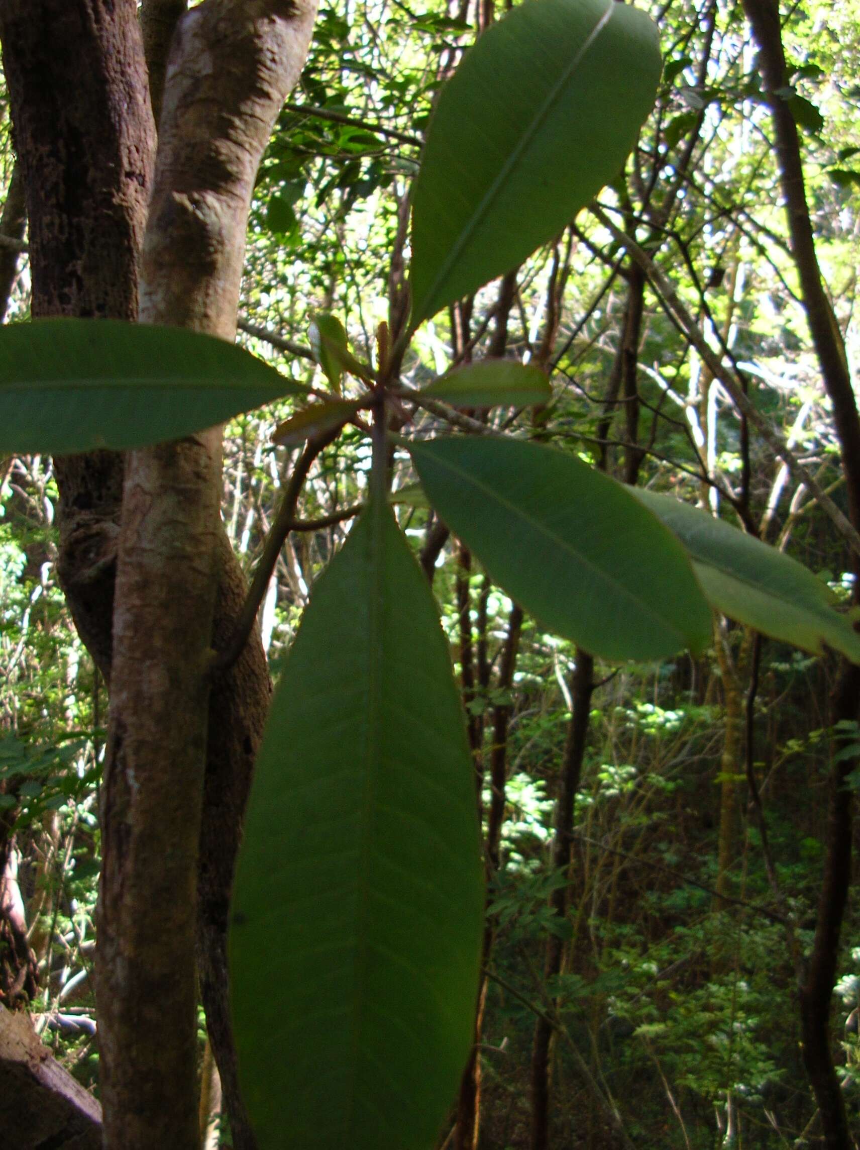 Image of broadleaf papala