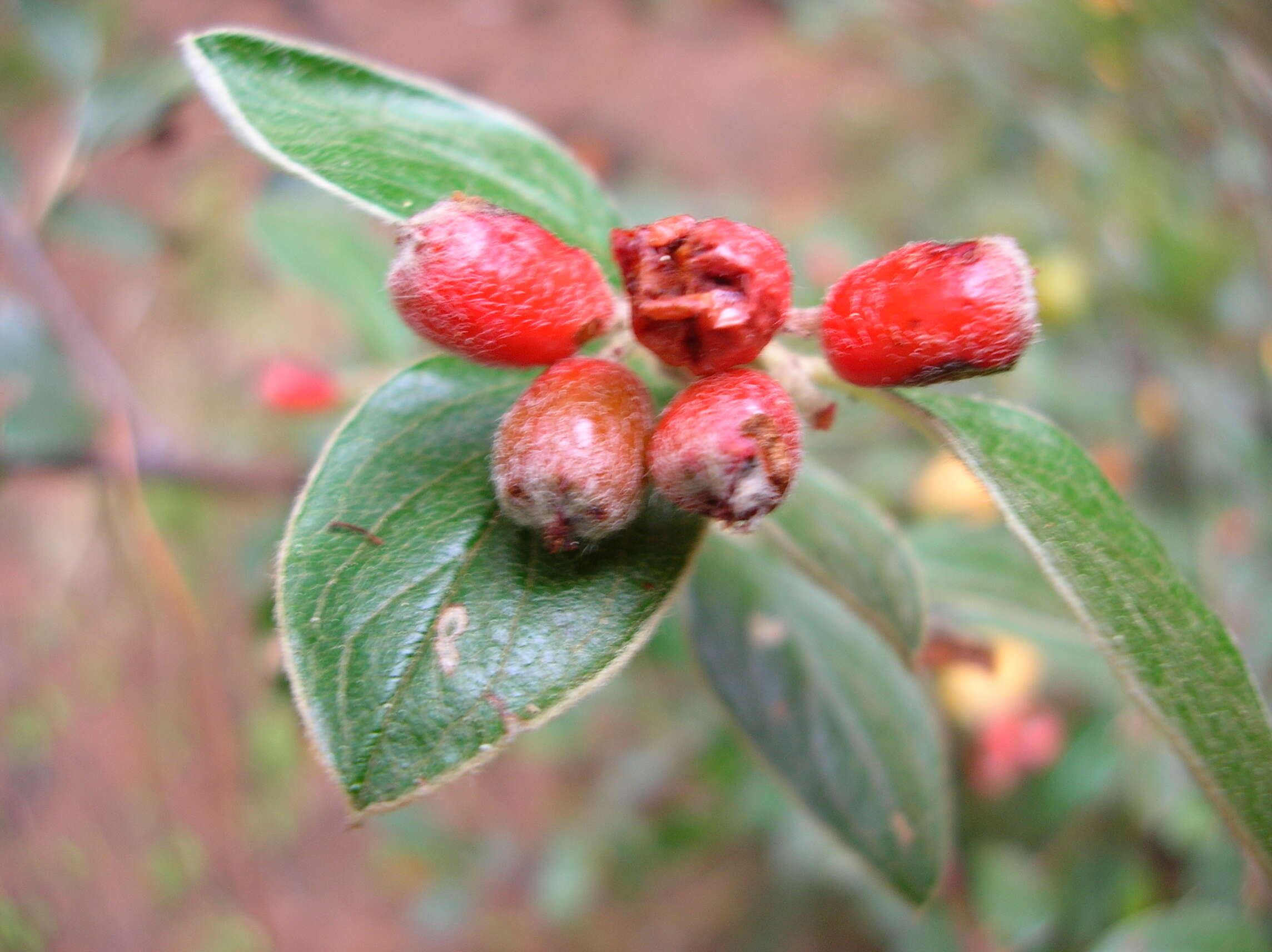 Sivun Cotoneaster pannosus Franch. kuva