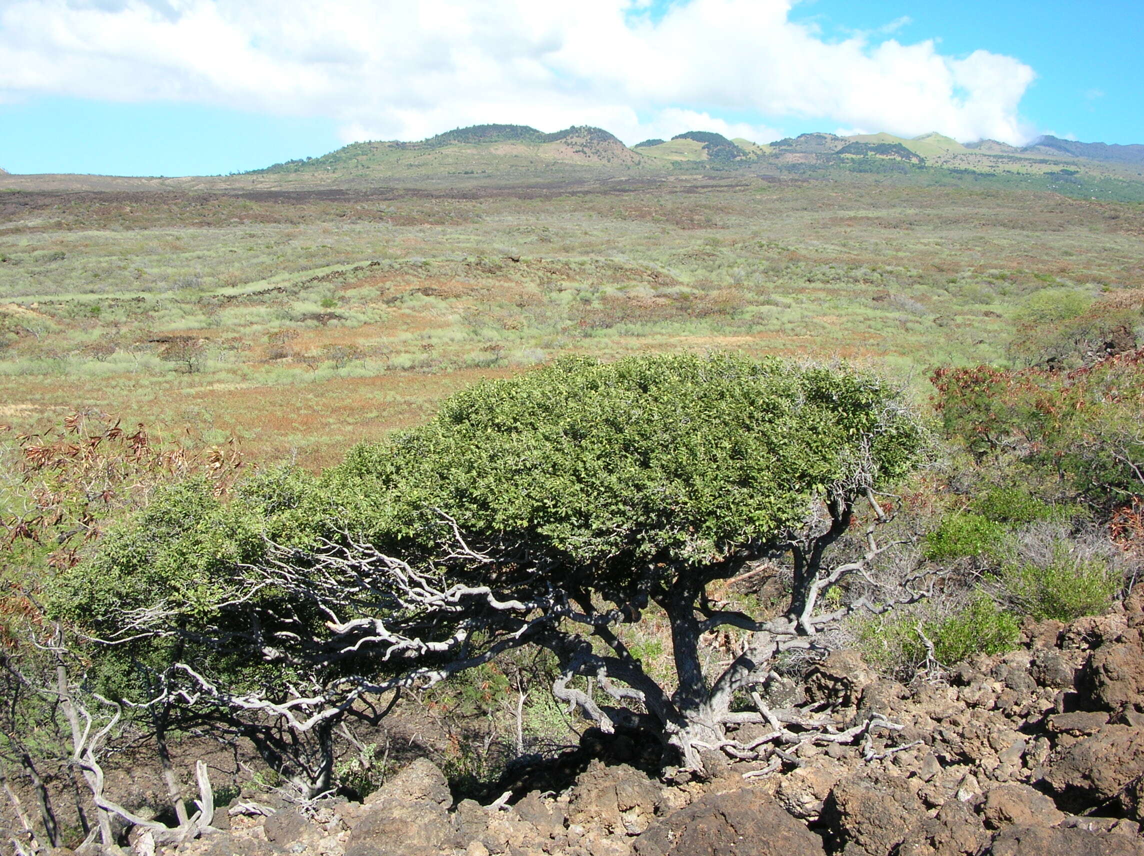 Imagem de Diospyros sandwicensis (A. DC.) Fosberg