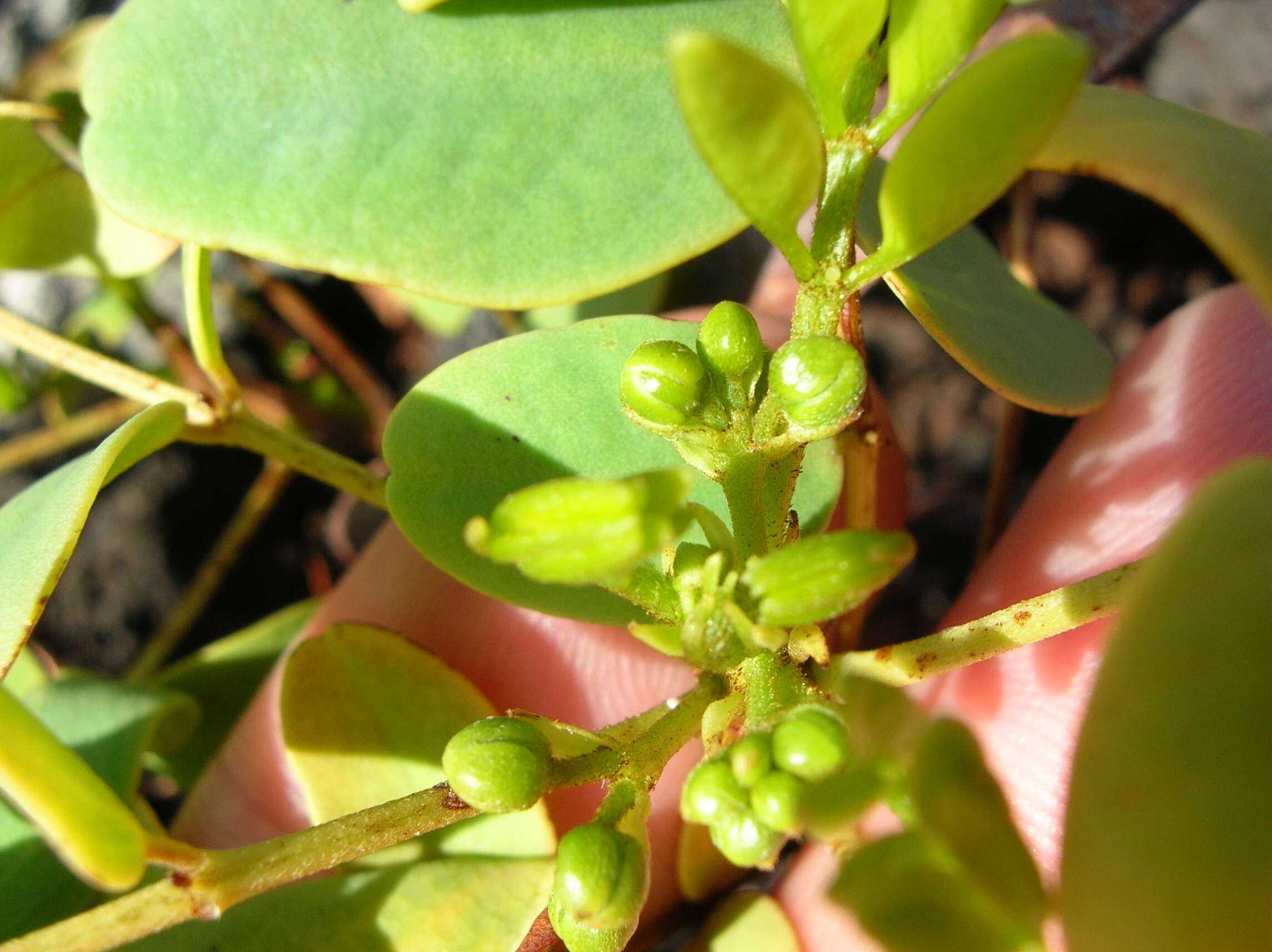 Image of Gaudichaud's senna