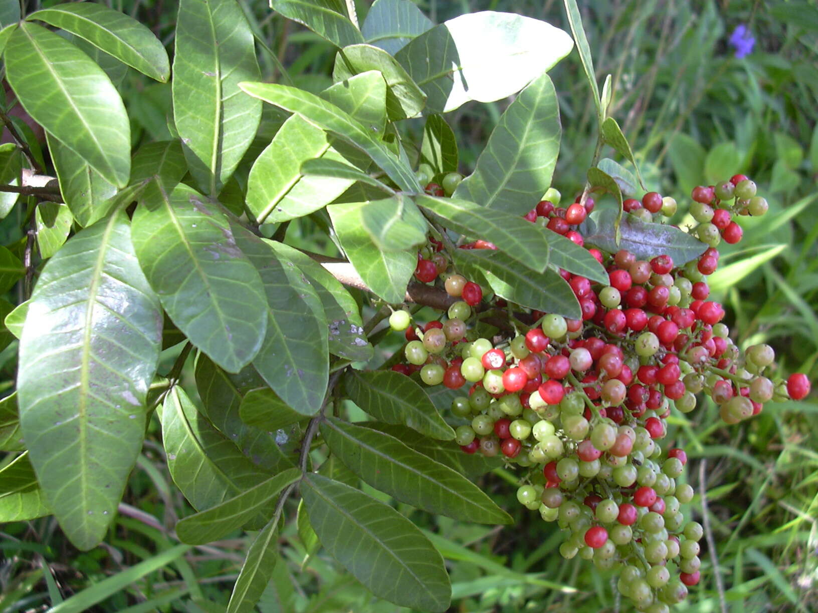 Image of Brazilian Peppertree