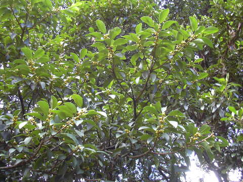 Image of Fig