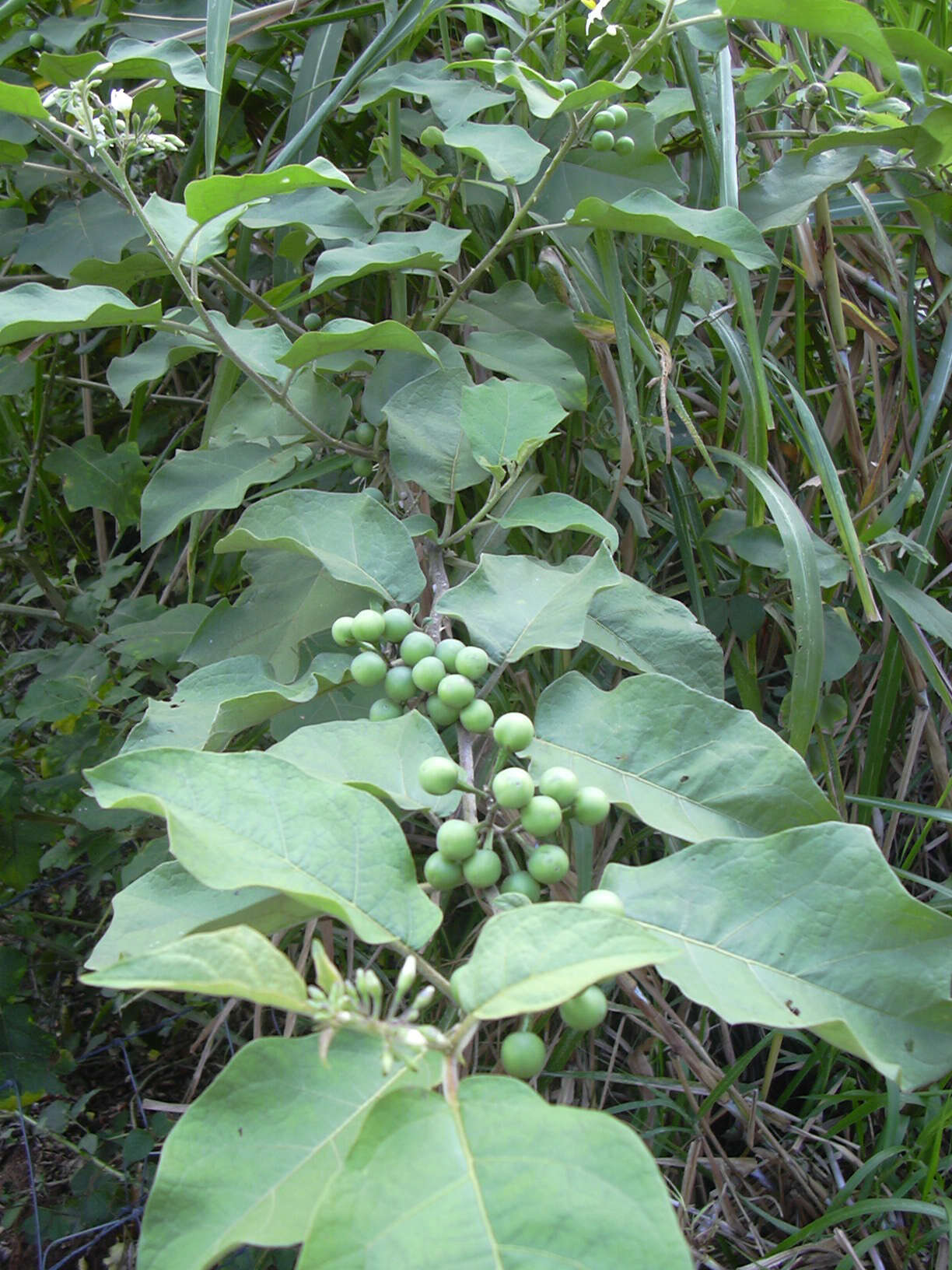 Image of turkey berry