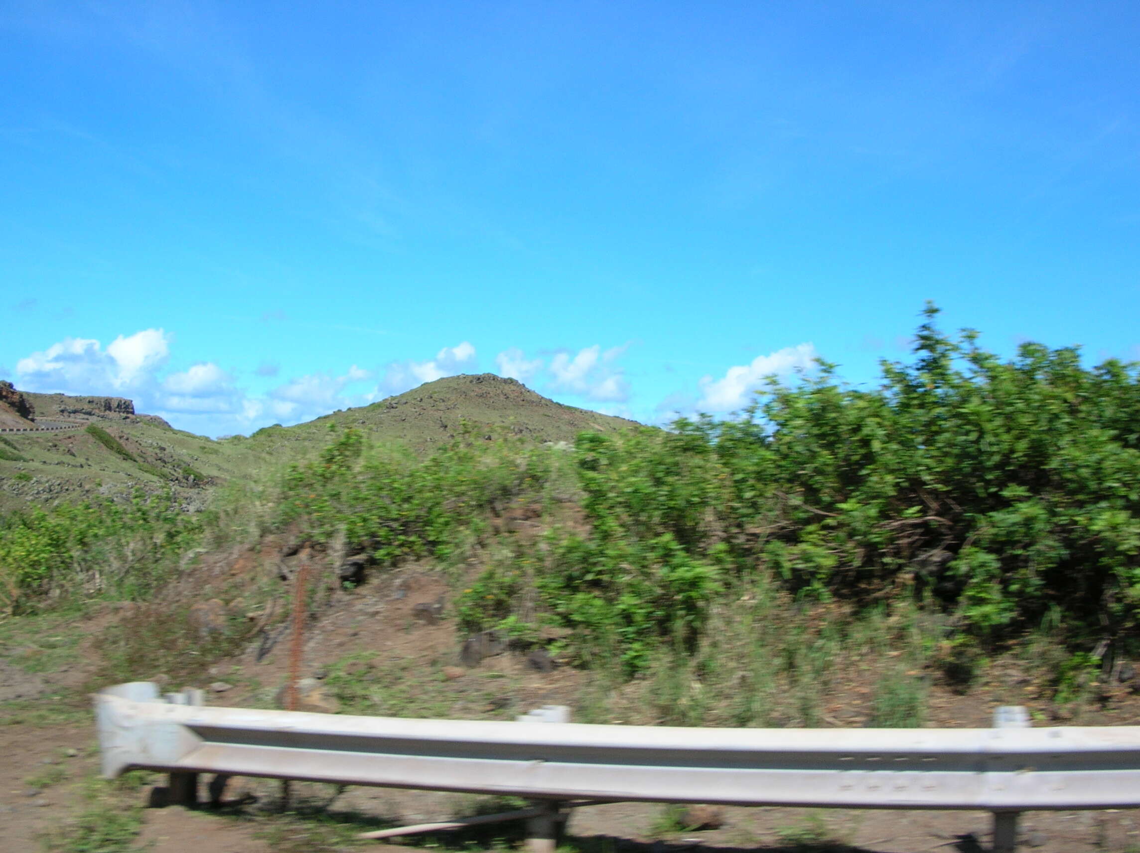 Image of Brazilian Peppertree