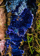 Image of Terana caerulea