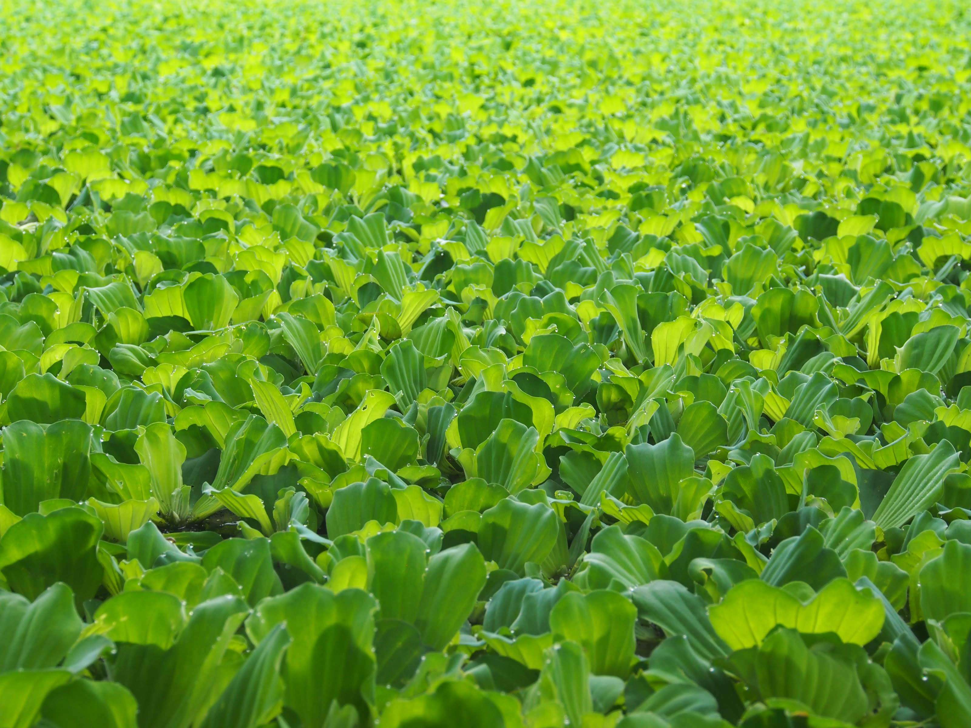 Image of pistia