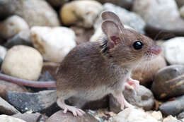 Image of wood mouse, long-tailed field mouse