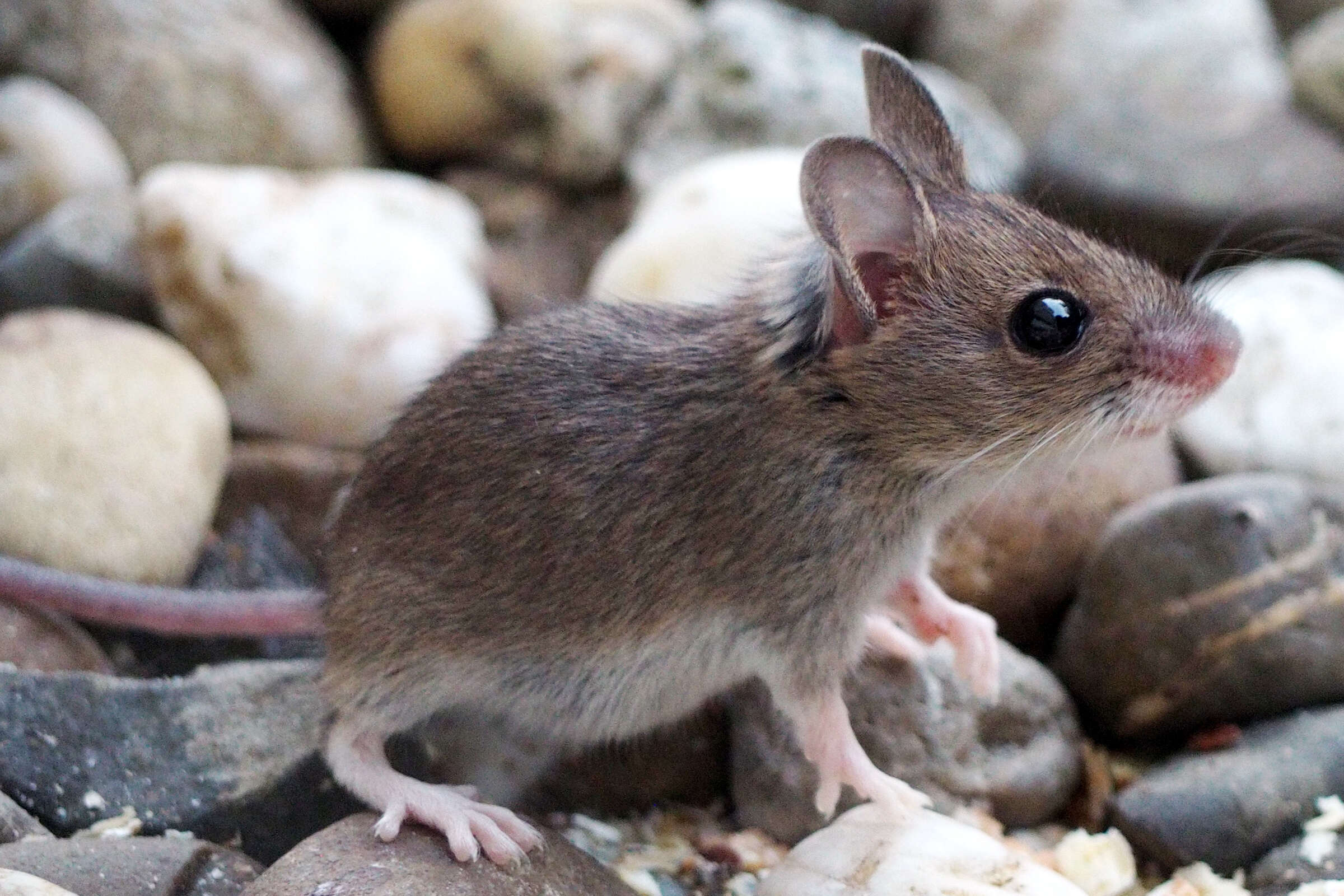 Image of wood mouse, long-tailed field mouse