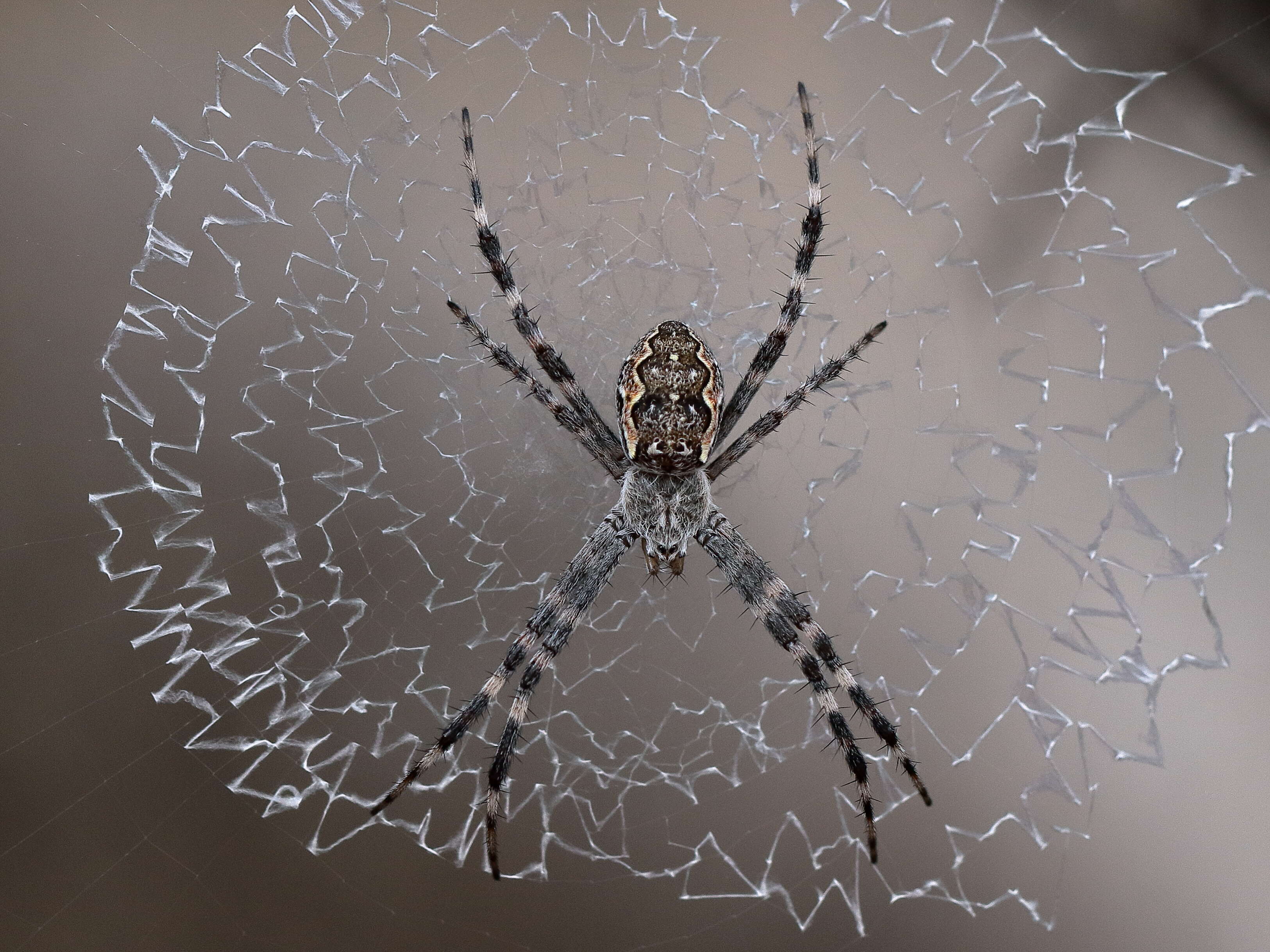 Imagem de Argiope mascordi Levi 1983