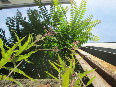 Image of Narrow-Leaf Fireweed