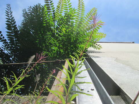 Image of Narrow-Leaf Fireweed