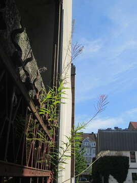 Image of Narrow-Leaf Fireweed