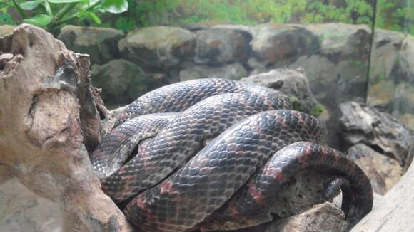 Image of Red-banded Snake