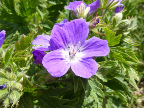 Image of Wood Crane's-bill