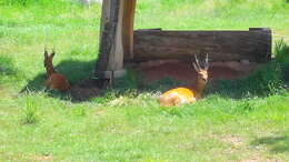 Image of Eastern Roe Deer