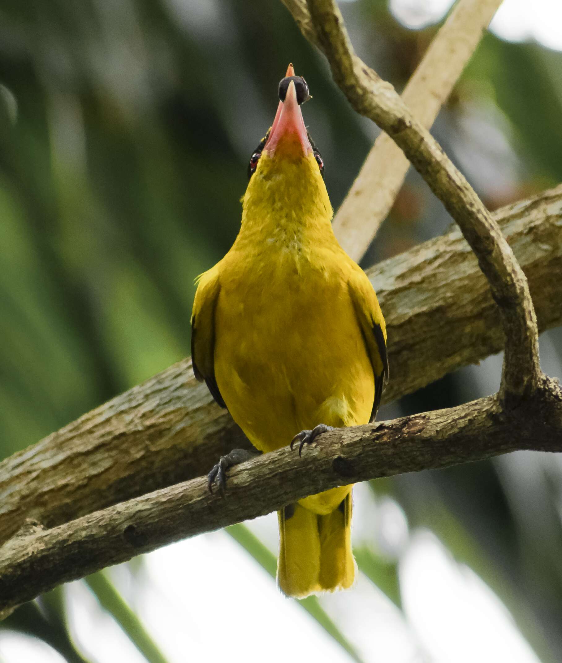 Image of Black-naped Oriole