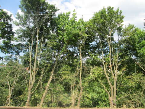 Imagem de Acer pseudoplatanus L.