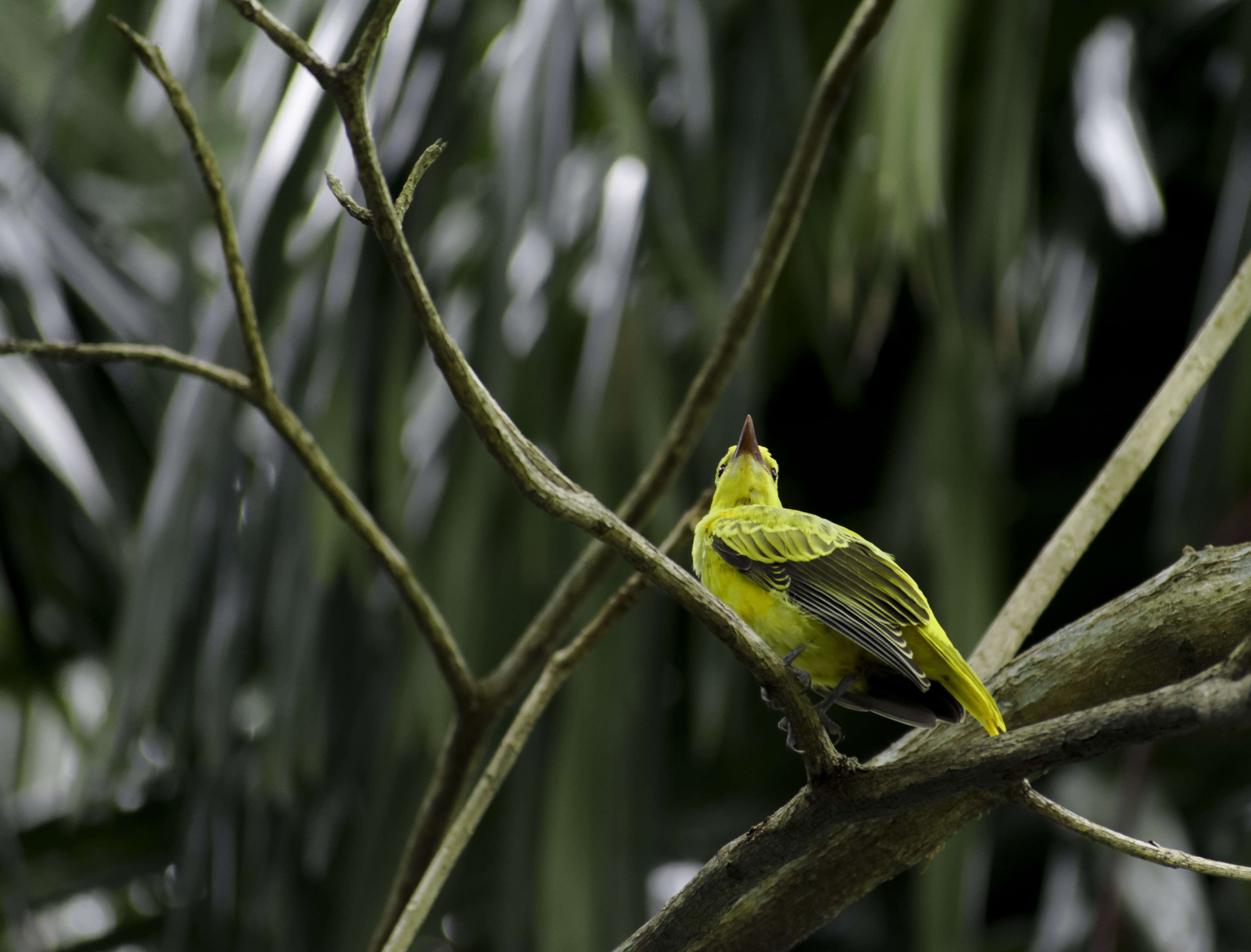 Image of Black-naped Oriole