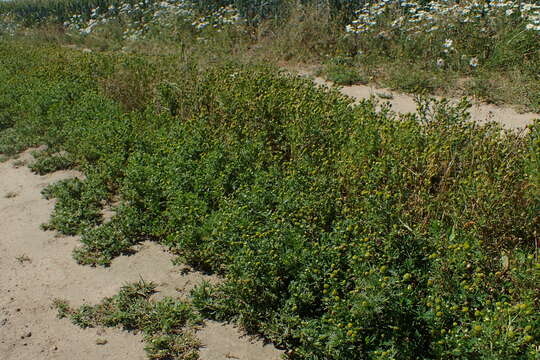 Image of disc mayweed