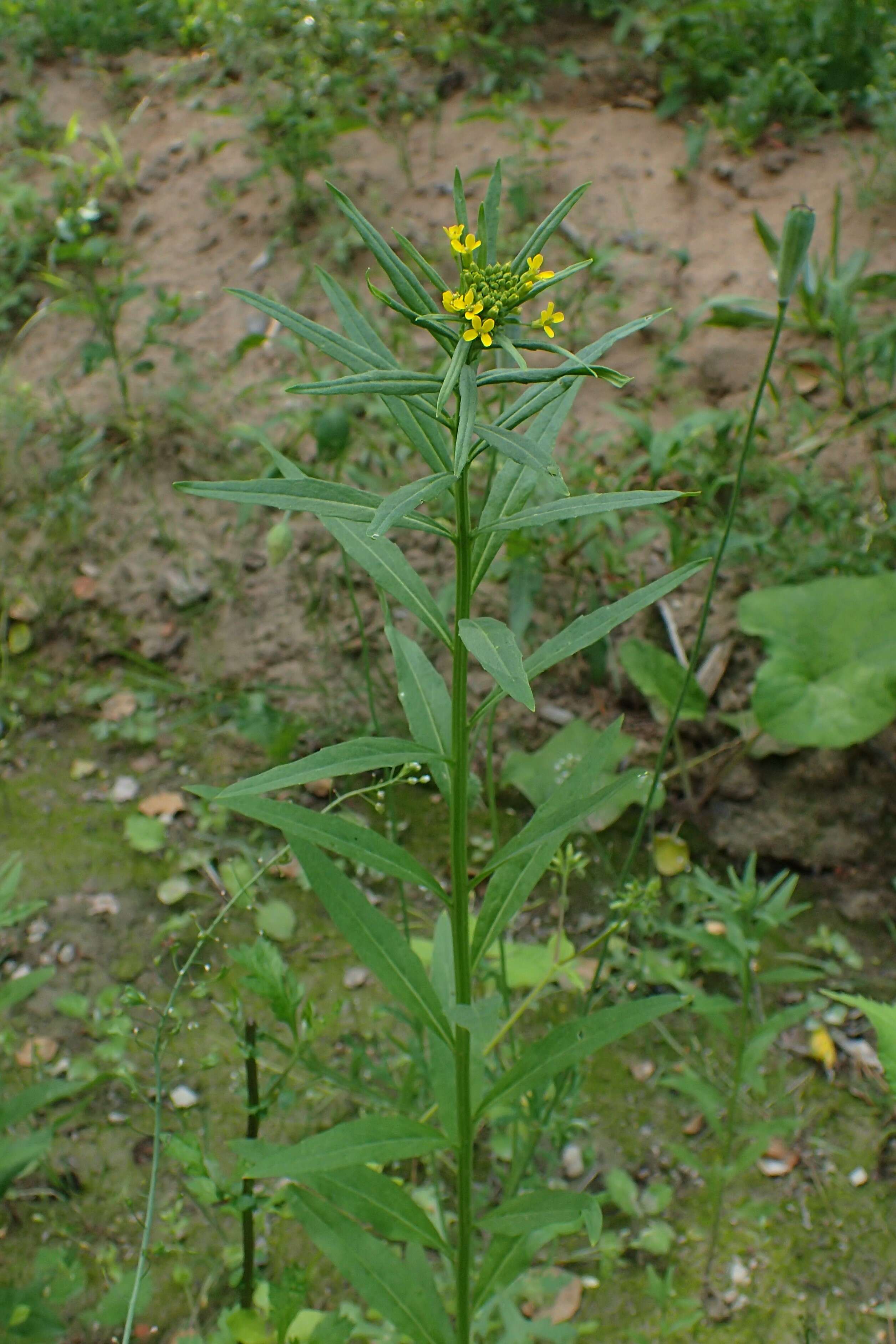 Image of treacle mustard