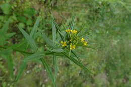 Image of treacle mustard