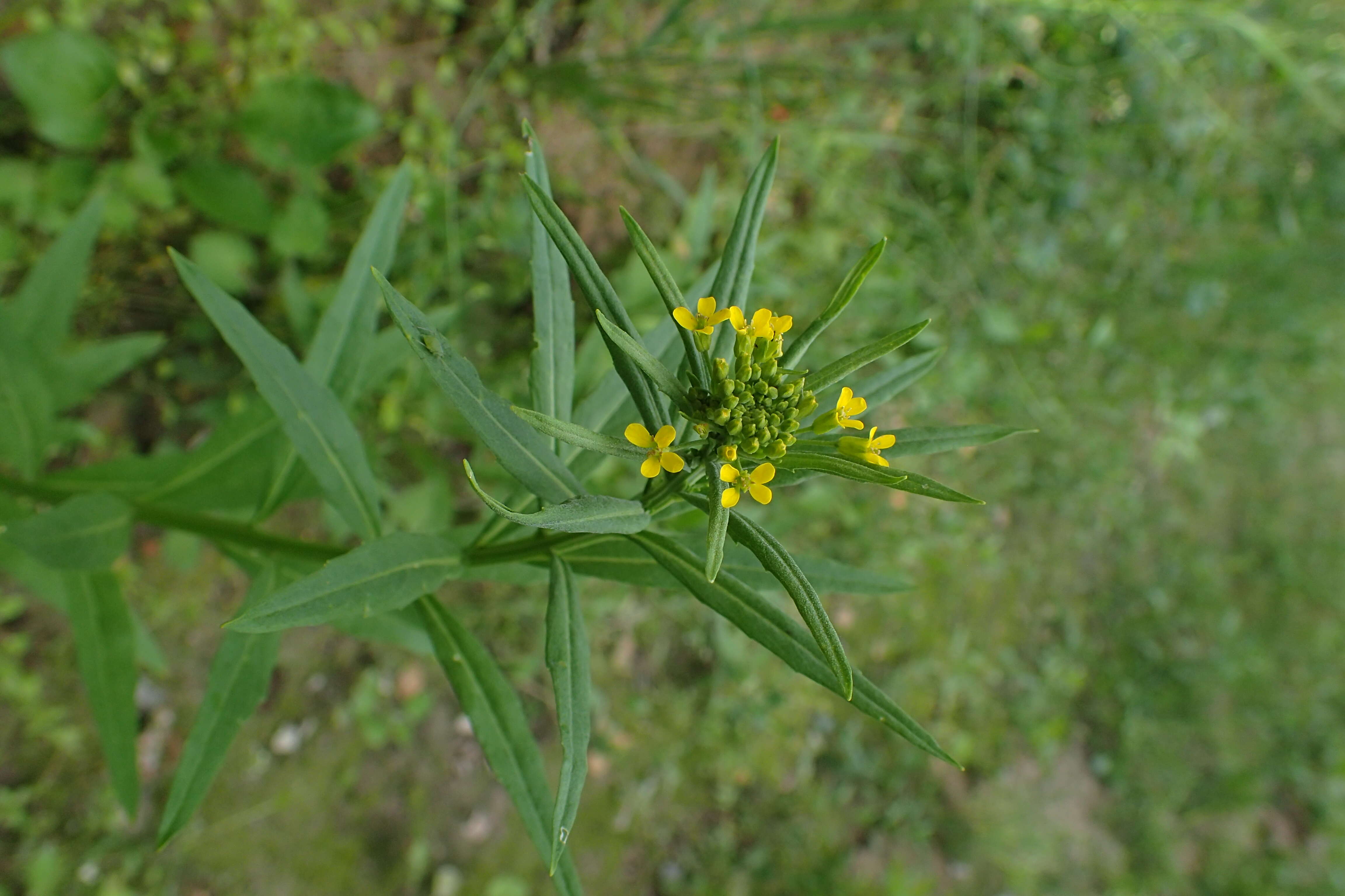 Image of treacle mustard