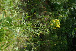 Image of treacle mustard