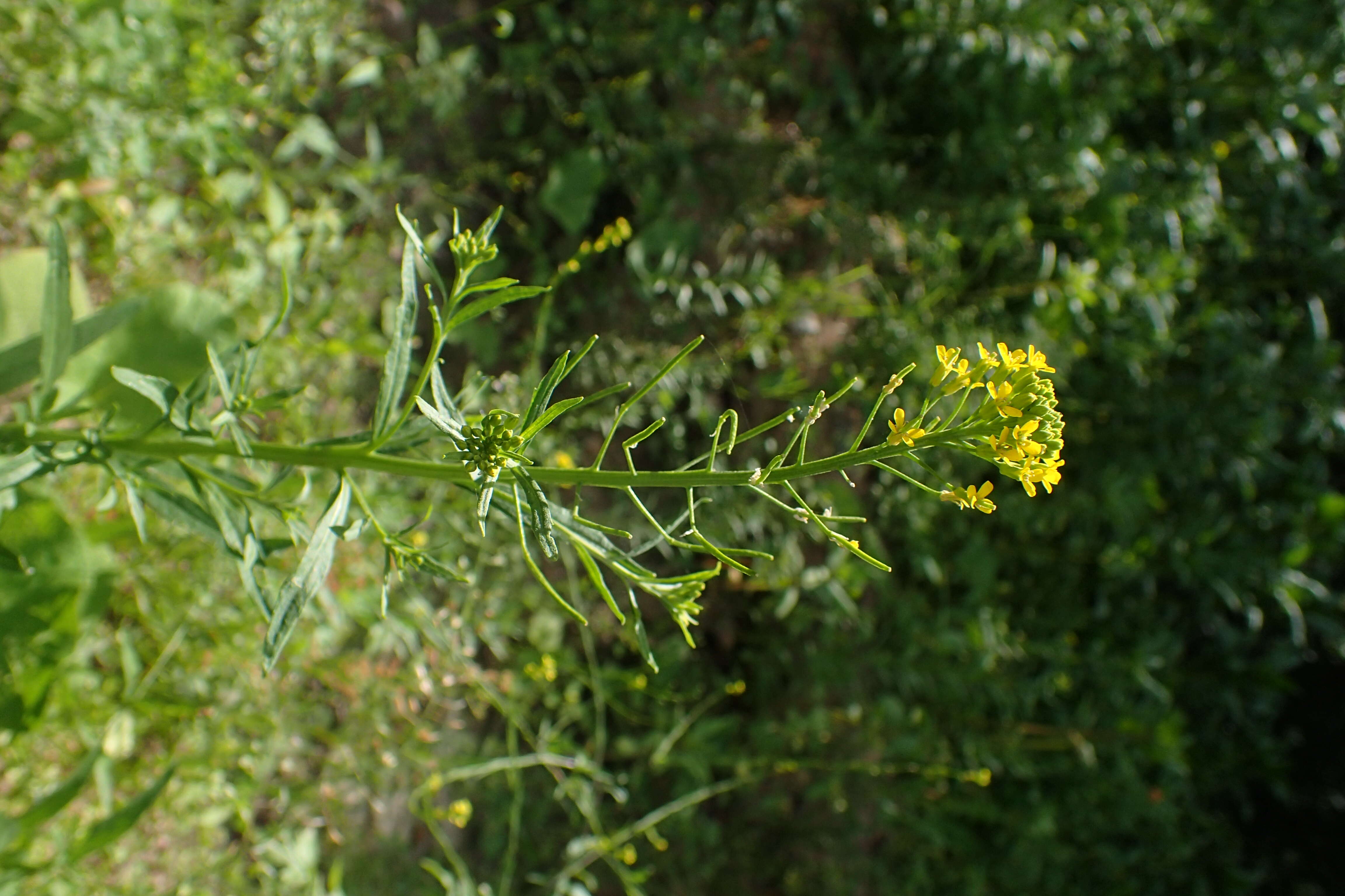 Image of treacle mustard