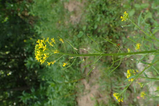 Image of treacle mustard