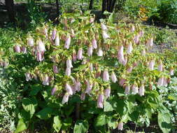 Image of Campanula punctata var. punctata